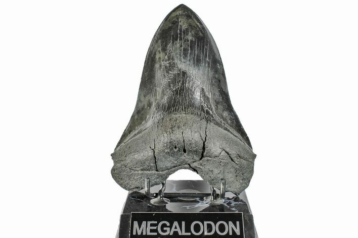 Giant, Fossil Megalodon Tooth - South Carolina #165417